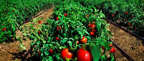 Tomato Field Images Browse 359 Stock Photos Vectors And Video