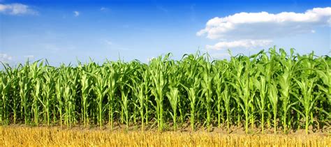 Best-fertilizer-for-corn – CROPCHOICE