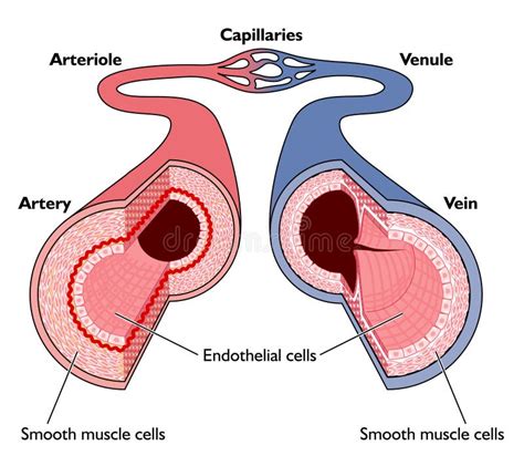 Anatomie Des Vaisseaux Sanguins Illustration De Vecteur Illustration