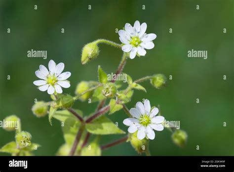 Giant Chickweeds Hi Res Stock Photography And Images Alamy