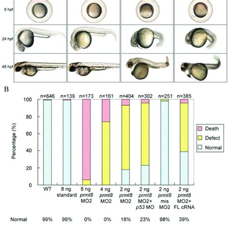 Phenotypes Of Zebrafish Prmt8 Morphants A Phenotypes Of Zebrafish