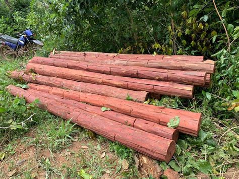 Quatro Pessoas S O Presas Por Extra O Ilegal De Madeira Em Terra