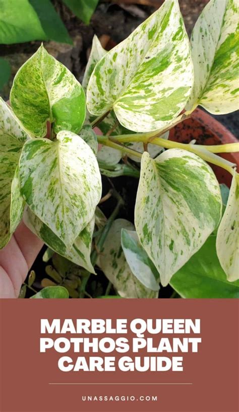 Caring For Marble Queen Pothos Plants How To Grow Marble Queen Pothos Ispuzzle Global