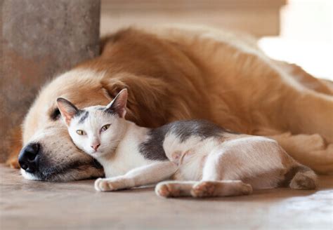 As mudanças climáticas afetam os cães e os gatos Meus Animais