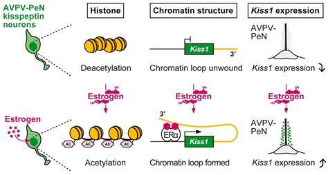 Ijms Free Full Text Kisspeptin Neurons And Estrogen Estrogen