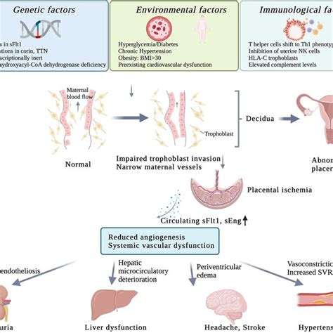 Pathophysiology Of Preeclampsia Genetic Factors Environmental Factors