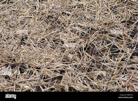 Straw Mat Over Newly Seeded Area In Lawn Protecting New Seeding Of