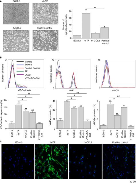 Tissue Factor Variants Induce Monocyte Transformation And