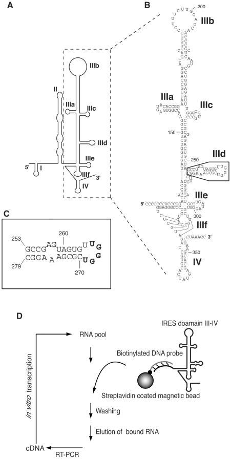 A Schematic Structure Of The Hcv Ires Rna Adapted From 35 Download Scientific Diagram