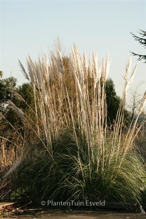 Cortaderia Selloana Plantentuin Esveld