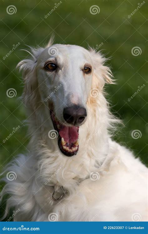 Head Of Beautiful Dog Borzoi Stock Image Image Of Borzoi Outdoors