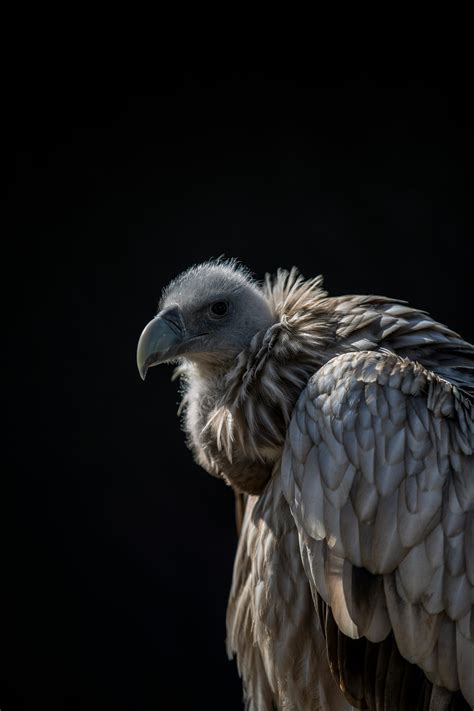 Vulture Photos, Download The BEST Free Vulture Stock Photos & HD Images