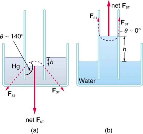 Water Cohesion Diagram