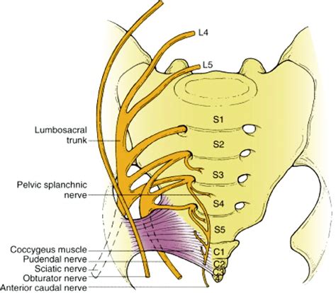 Sacral Plexus Diagram Quizlet