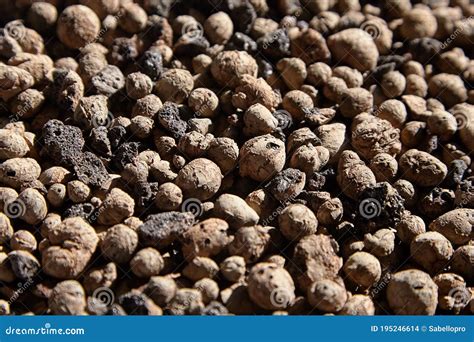 Expanded Clay Aggregate Stock Photo Image Of Pattern 195246614