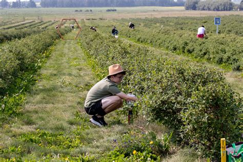 Haskap Berry U Pick In Edmonton Ab — Rosy Farms