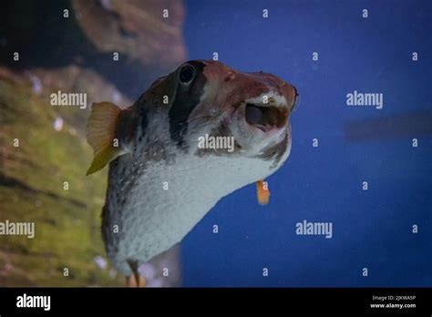 A Closeup Of A Diodon Hystrix Fish In The Aquarium Stock Photo Alamy