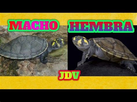 Como Saber Si Mi TORTUGA Terecay Taricaya PODOCNEMIS UNIFILIS Es