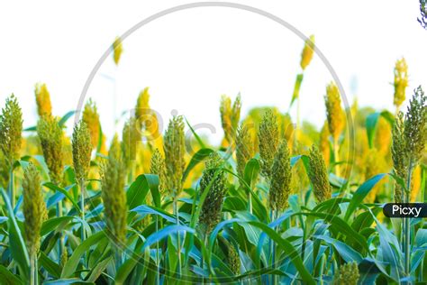 Image Of Jowar Crop Sorghum Crop Farming Field With Golden Sunlight