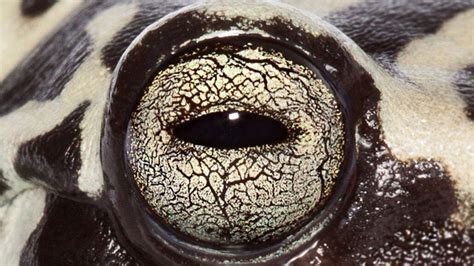 Frog and toad pupils mainly come in seven different shapes