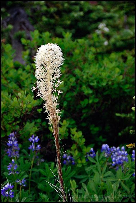 Bear Grass Plant And Nature Photos Steve S Photoblog