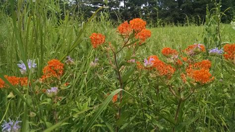 Asclepias tuberosa – Butterfly Weed (per oz) | Michigan Wildflower Farm