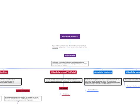 Sistema Endocr Mindmap Voorbeeld