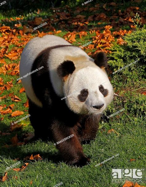 Giant panda, Bamboo Bear, Giant Pandas (ailuropoda melanoleuca), Bamboo ...