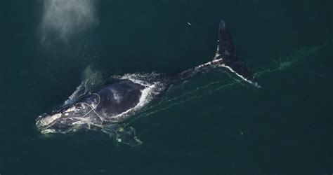 North Atlantic Right Whales Are Getting Smaller Oceanbites