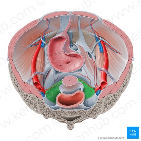 Ligaments of the uterus: Function and clinical cases | Kenhub