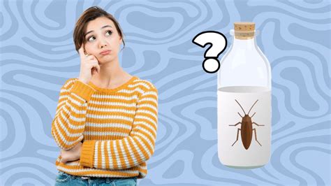 Leche De Cucaracha ¡el Alimento Del Futuro Según La Fao Mvs Noticias