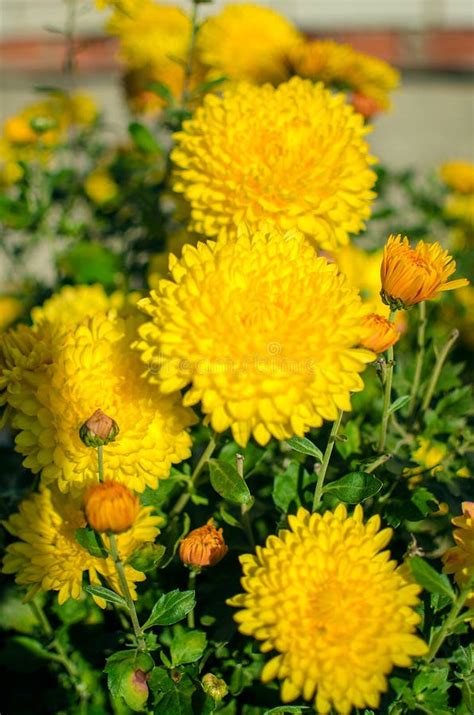 Chrysanthemum Flowers Grow Outdoors In The Fall Stock Photo Image Of