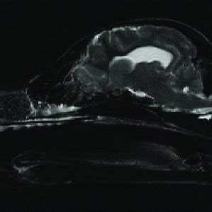 MRI-18 F-FDG PET brain scan in a dog. Raw 18 F-FDG PET sagittal image... | Download Scientific ...