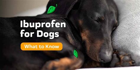 Ibuprofen For Dogs: Everything You Need To Know – Innovet Pet