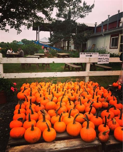 7 New Jersey Apple Orchards And Pumpkin Patches Near Hoboken And Jersey