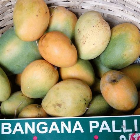 Buy Mango Banganapalli Graft Fruit Plant Greens Of Kerala