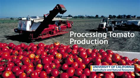 Processing Tomato Production In California Youtube