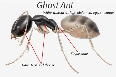 How To Get Rid Of Ghost Ants