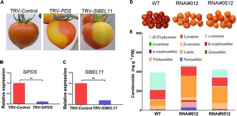 Chromoplast In Tomato