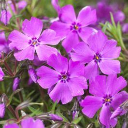 Buy Phlox Subulata Mcdaniels Cushion Affordable Gardens You Co Uk