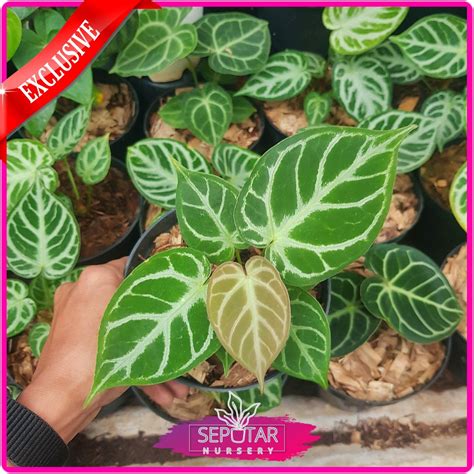 Tanaman Hias Anthurium Dorayaki Silver Blush Anthurium Dorayaki