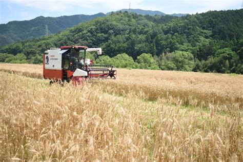 黄金色に輝く畑 強力小麦「せときらら」収穫作業最盛期 県内最大の産地／岡山・津山市 │津山朝日新聞社