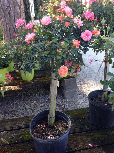 Drift Rose Tree Coral Bob Wines Camellia Gardens Ocala Fl Rose Trees