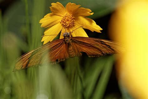 130 Monarch Butterfly Taking Off Stock Photos Pictures And Royalty Free