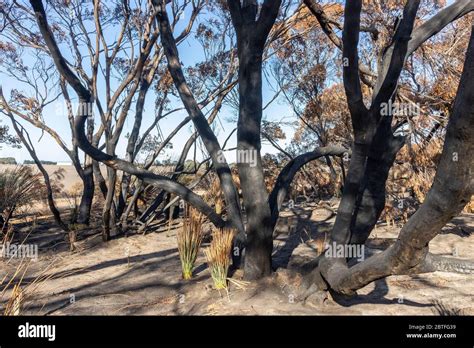 Burnt Trees In Kangaroo Island After The Forest Fires In Australia