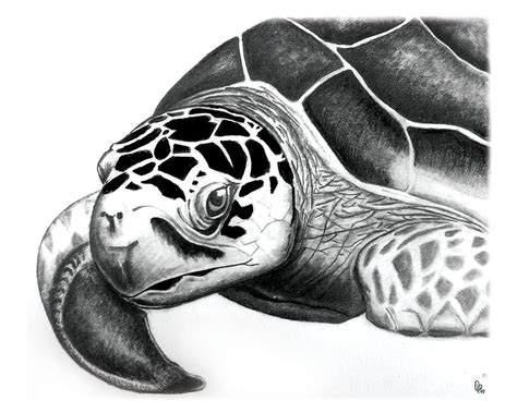 Sea Turtle By Greg Dinapoli Turtle Art Sea Turtle Art Sea Turtle