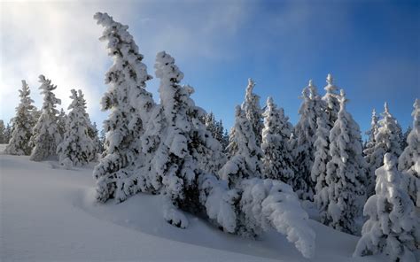 Fondos De Pantalla Pinos Cubiertos De Nieve Bajo Un Cielo Azul Durante