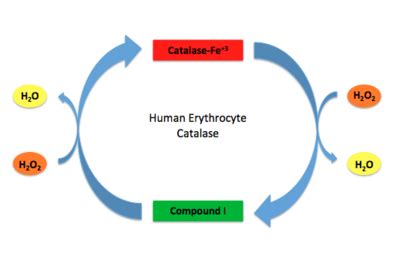 Human Erythrocyte Catalase - Proteopedia, life in 3D