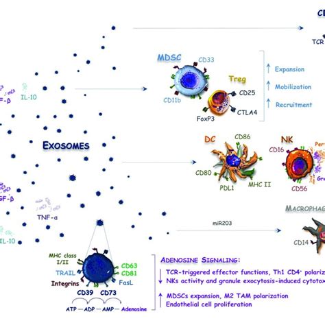 Exosomes Released By Crc Cells Balance Immune System Activity