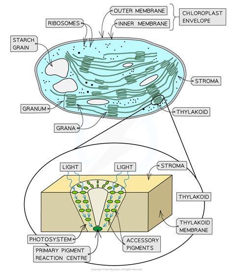 AQA A Level Biology复习笔记5 1 2 The Light Dependent Reaction 翰林国际教育